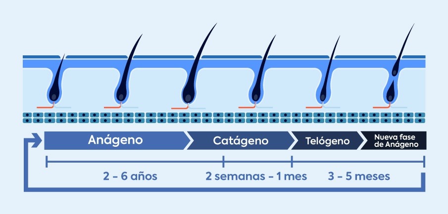 fases-crecimiento-cabello-ilustracion